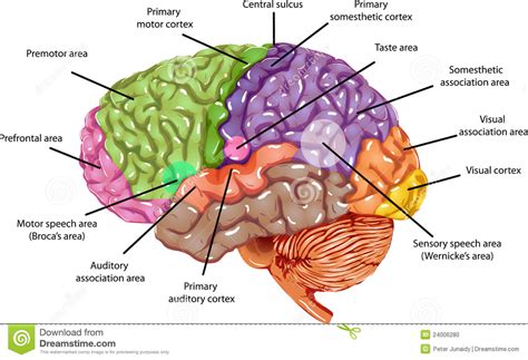 psy 101 exam 2 quizlet|psychology 101 quizlet exam 2.